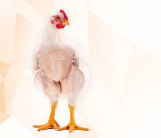 Iamgen Revista Prevalência de dermatose em frangos de corte e sua relação com o manejo pré-abate