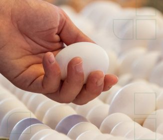 Qualidade de ovo exige muito mais que nutrição