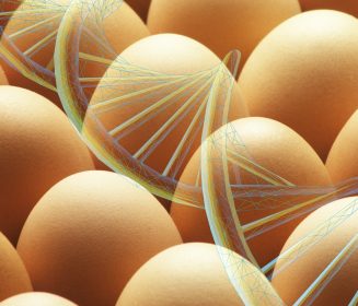 O papel do programa de seleção e melhoramento genético no dia internacional do ovo