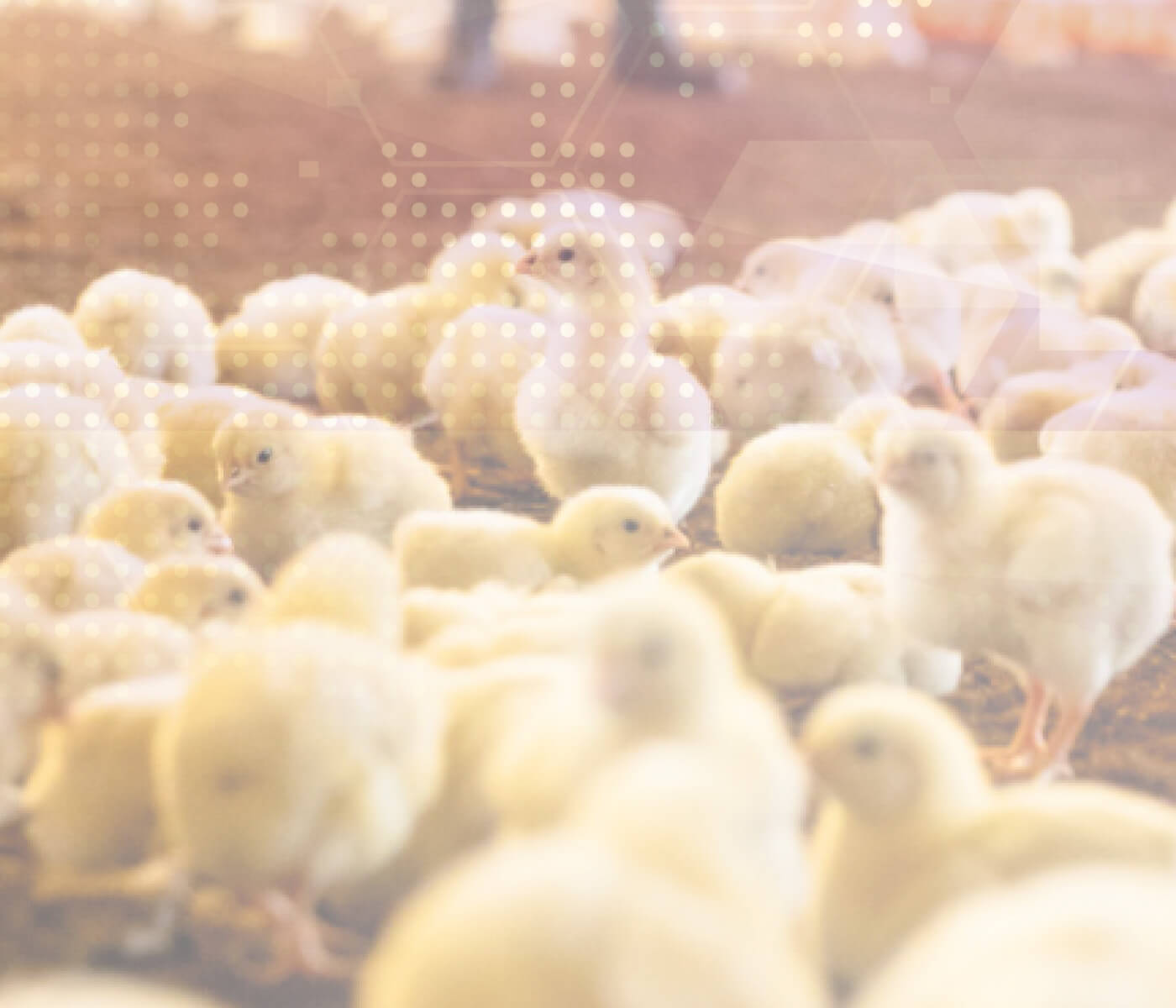 O próximo passo no monitoramento de Salmonella spp. na produção avícola.