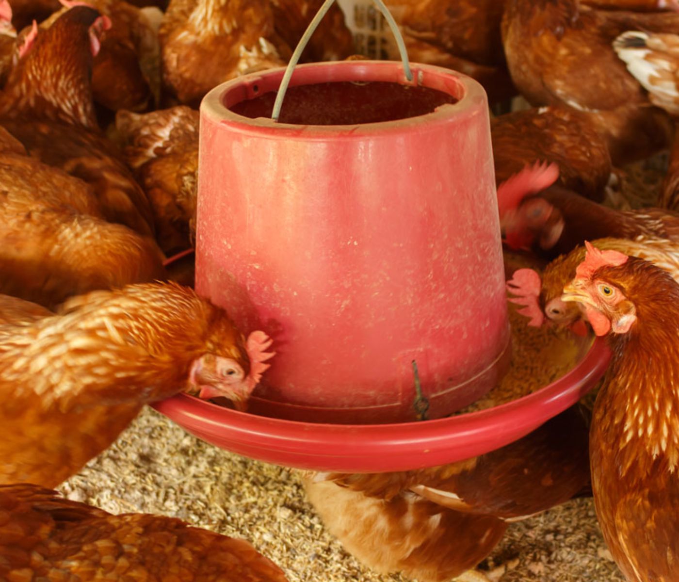 ¿Cómo beneficia a las gallinas ponedoras la adición de propóleo en la dieta?