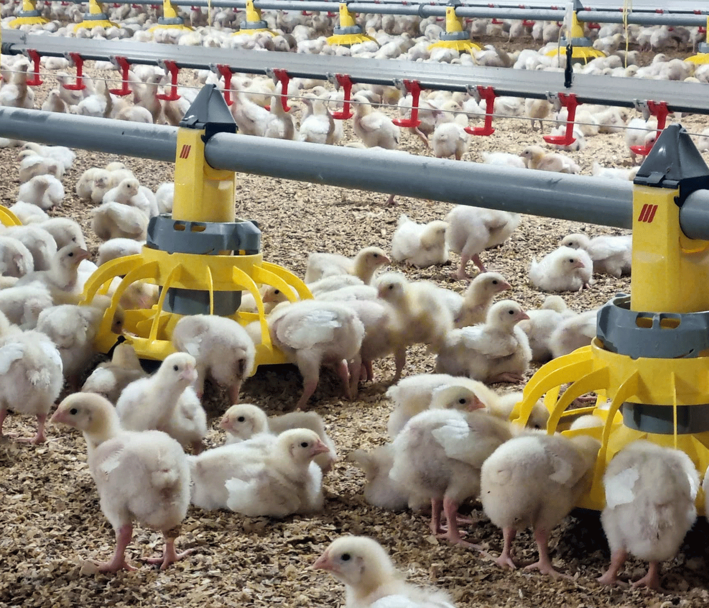 Optimización avícola: la innovación en la granja de Remigio Balbín