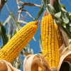 Expectantes por el inicio de la cosecha de maíz y soja en el hemisferio norte