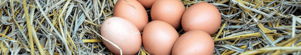 O XXI Congresso APA de Produção e Comercialização de Ovos inicia hoje, sob o tema “Ovo: Naturalmente Saudável”