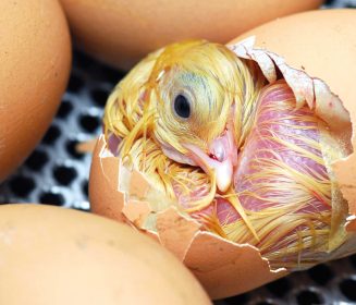 Iamgen Revista Factores que afectan el confort y la viabilidad de los pollitos desde la nacedora hasta el galpón de crianza – Parte II