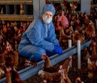 ICA Colombia: Volver a extremar las medidas de bioseguridad ante la influenza aviar