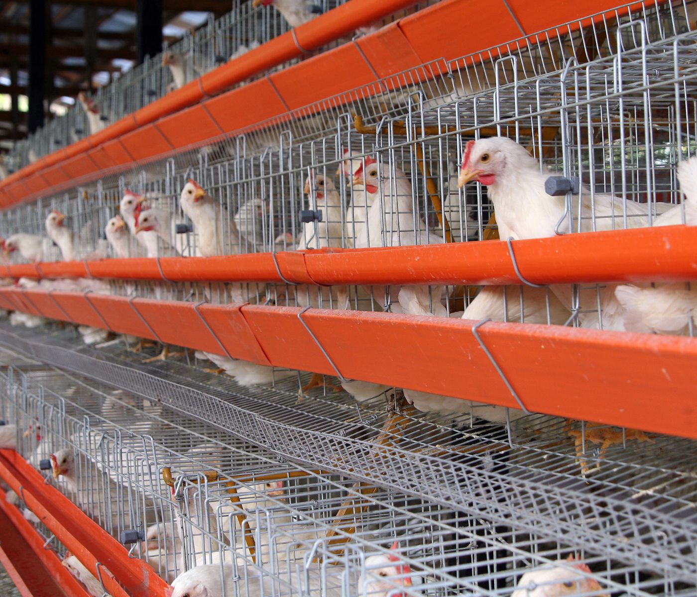 México: Levantan cuarentena por Influenza Aviar en granjas avícolas de Sonora