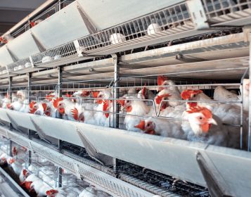 Postbiótico que genera retorno económico en gallinas ponedoras
