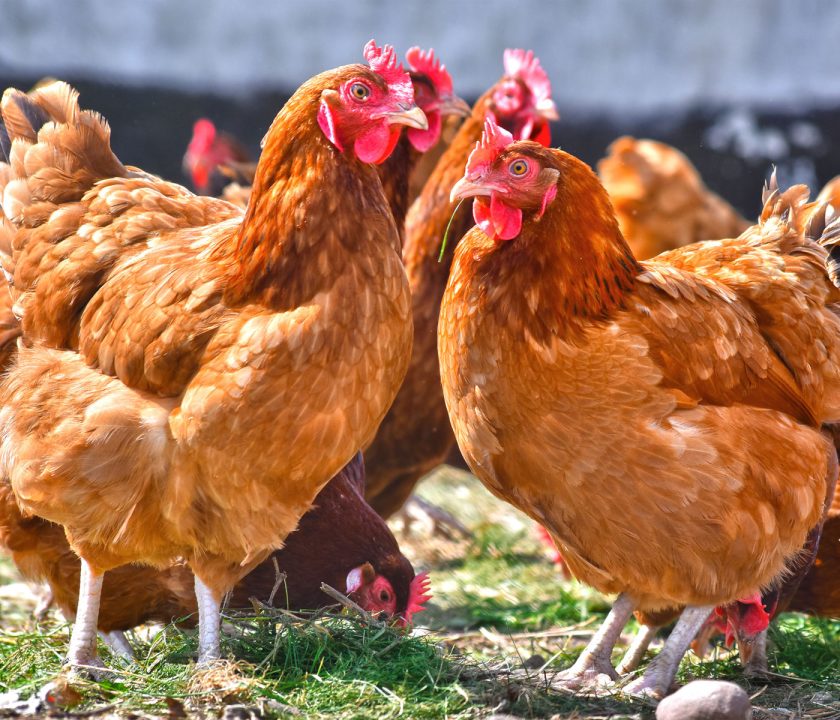 Postbiótico que genera retorno económico en gallinas ponedoras