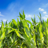 La presión de la cosecha del maíz mantiene los precios de los cereales en mínimos mientras la soja sufre una importante subida