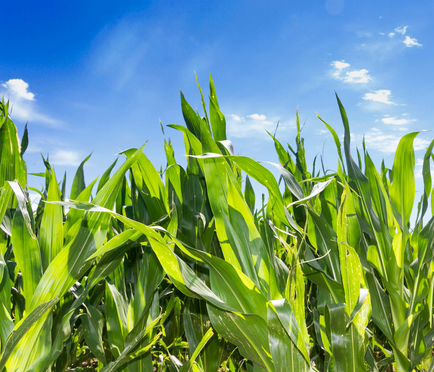La presión de la cosecha del maíz mantiene los precios de los cereales en mínimos mientras la soja sufre una importante subida