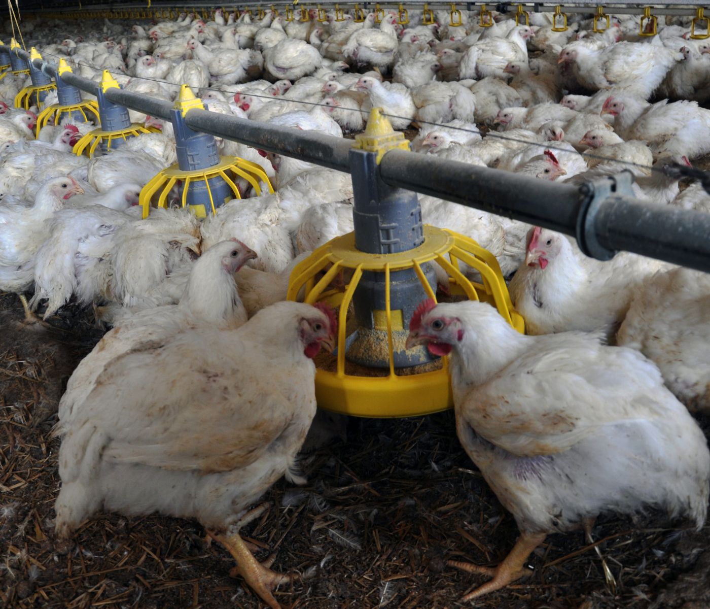 Sector avícola paraguayo se está recuperando tras disminución del contrabando