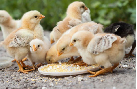 Valor nutricional de la soja en alimentación avícola