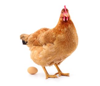El uso de hidroxi-selenometionina mejora la productividad y calidad de los huevos en gallinas ponedoras criadas en condiciones de estrés por calor