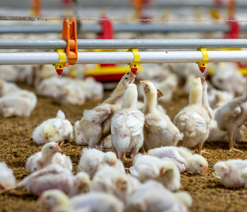 Avicultores bolivianos alertan a productores a tomar medidas para prevenir Influenza Aviar