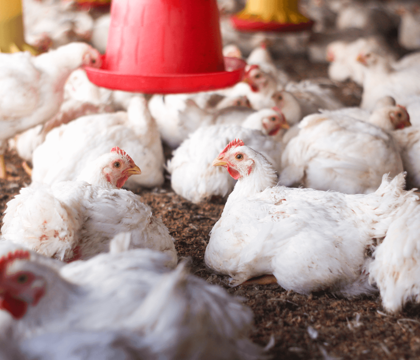 Calcio y fósforo equilibrio necesario en las dietas para pollos de engorde