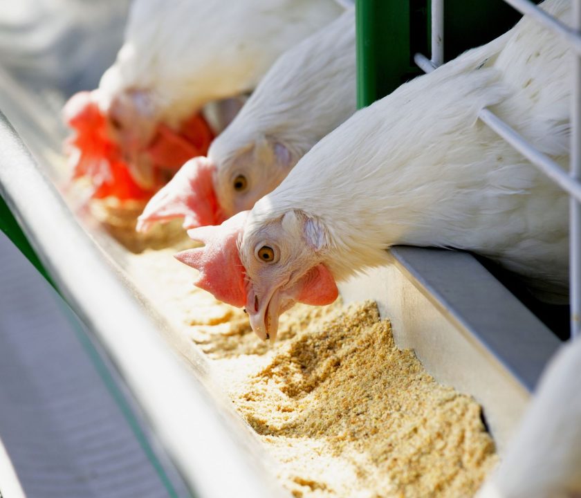 México continúa operativo contra Influenza Aviar H5N1 tras nuevo foco de la enfermedad