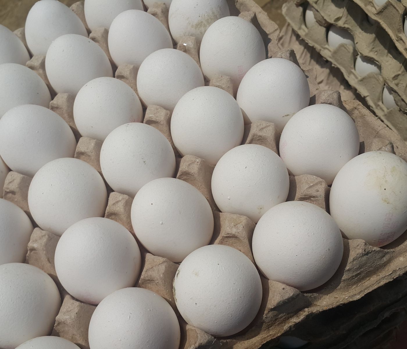 Russia suffers increases in egg prices