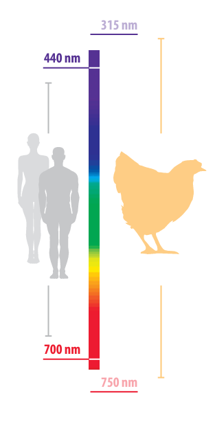 La iluminación es un componente esencial para la avicultura: Ponedoras y reproductoras