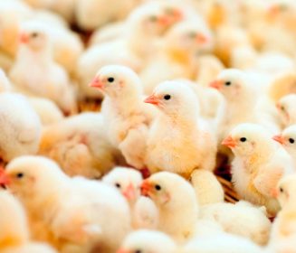 El ácido guanidinoacético optimiza el metabolismo energético en gallinas reproductoras y su progenie