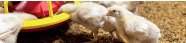 O poder dos ácidos orgânicos na avicultura