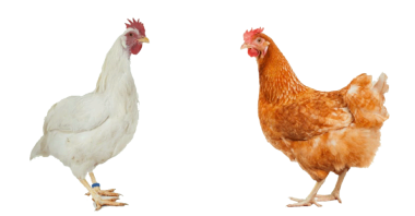 Potencial productivo en avicultura moderna, tips y consejos