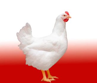 “Cobb Proving Grounds” ofrecerá una previsibilidad genética sin precedentes y  marca una nueva era para el desarrollo de productos para pollos de engorde