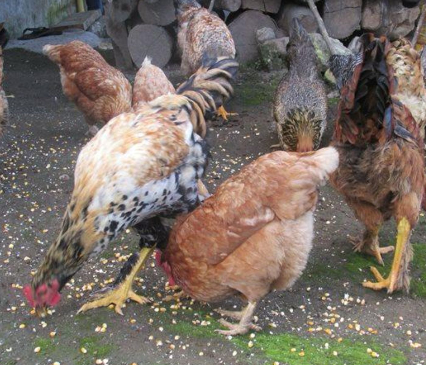 Colombia registra nuevo caso de influenza aviar en aves traspatio
