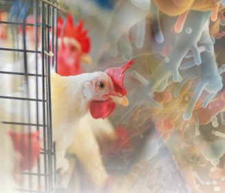 Iamgen Revista O poder dos ácidos orgânicos na avicultura