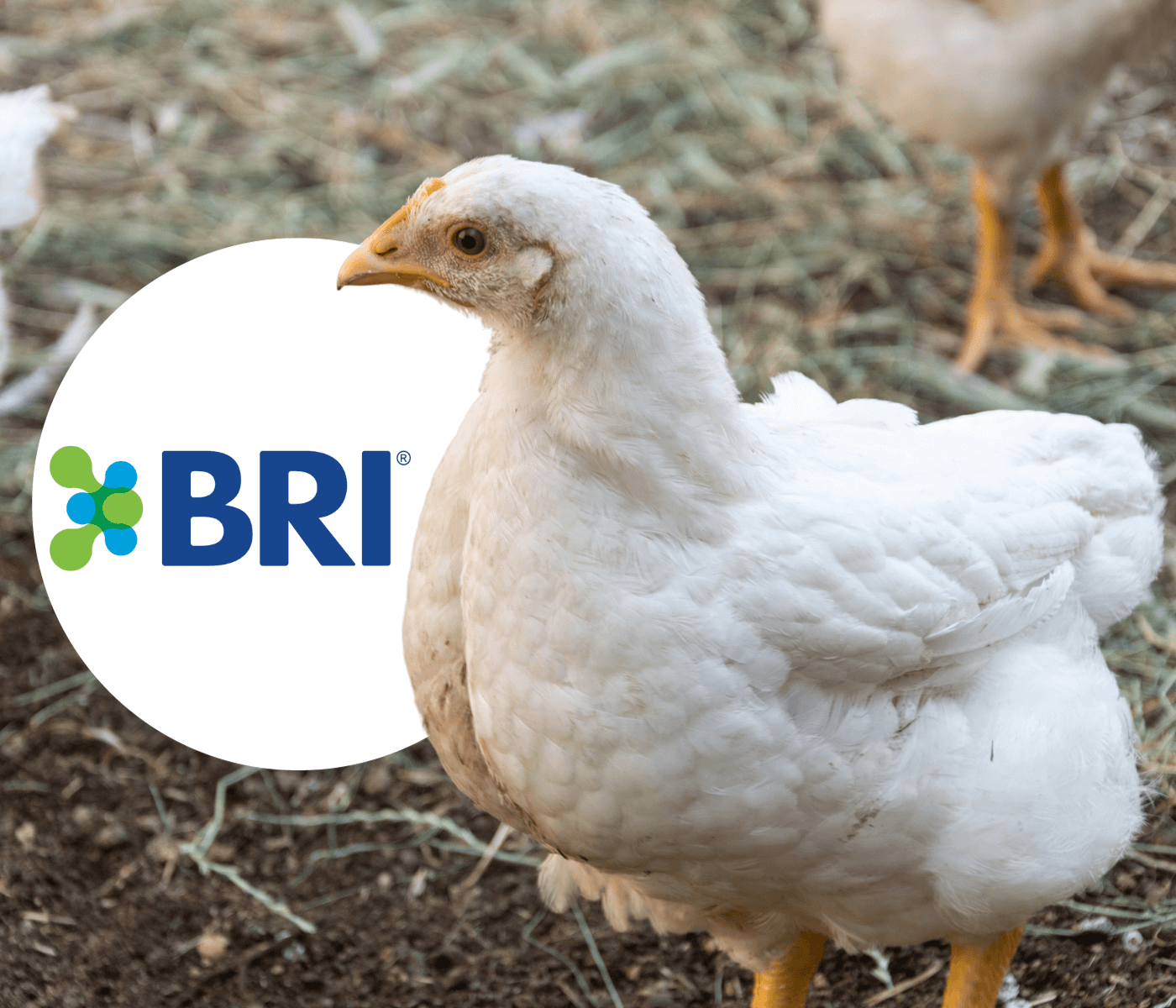 BRI lança linha de produtos e aditivos que prometem melhoria no desempenho da saúde intestinal animal, lucratividade e sustentabilidade 