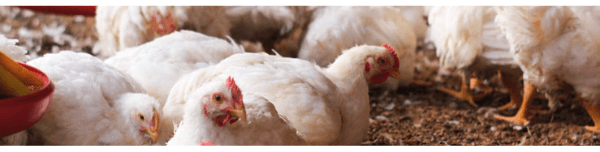 Glicosaminoglicanos (GAGS) como nutracêuticos para frangos de corte