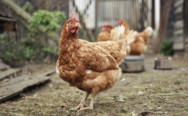 Equilibrio oxidativo y hepatoprotectores naturales en avicultura