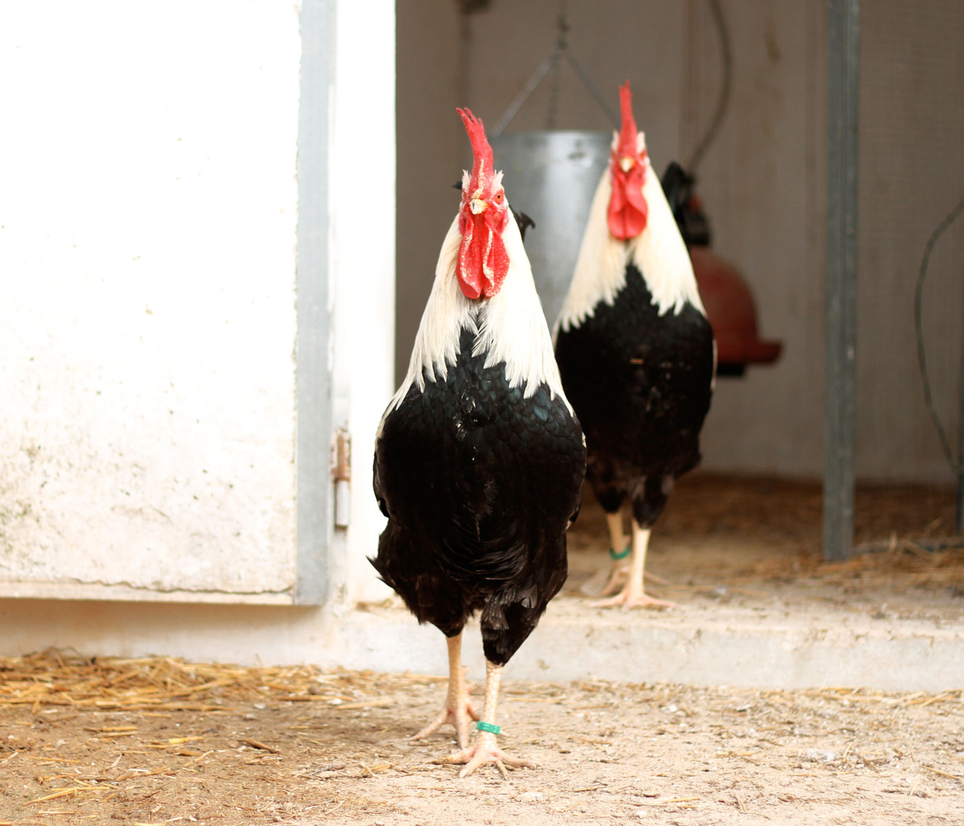 La gallina murciana, próxima a cumplir su centenario, es reconocida por el Ministerio de Agricultura con el logo 100% raza autóctona