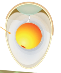La cámara de aire del huevo