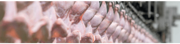 Exportações de carne de frango alcançam 418,1 mil toneladas em março