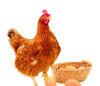 Eggs: a global nutritional powerhouse and the crucial role of well-fed chickens