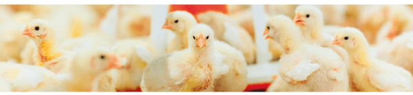 O ácido guanidinoacético otimiza o metabolismo energético das galinhas reprodutoras e da sua progênie