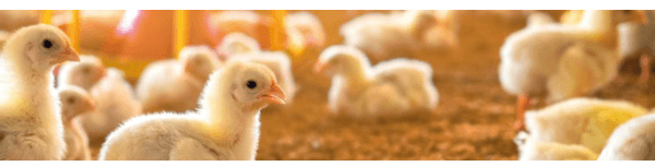 Glicosaminoglicanos (GAGS) como nutracêuticos para frangos de corte