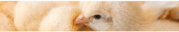 O ácido guanidinoacético otimiza o metabolismo energético das galinhas reprodutoras e da sua progênie