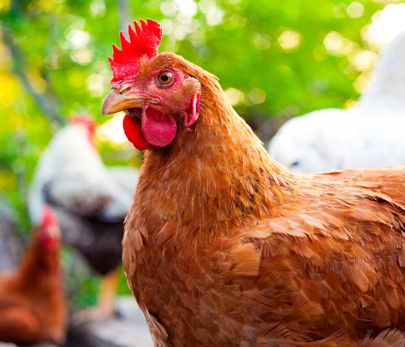 El ICA ejerce control y protege la producción avícola del Putumayo