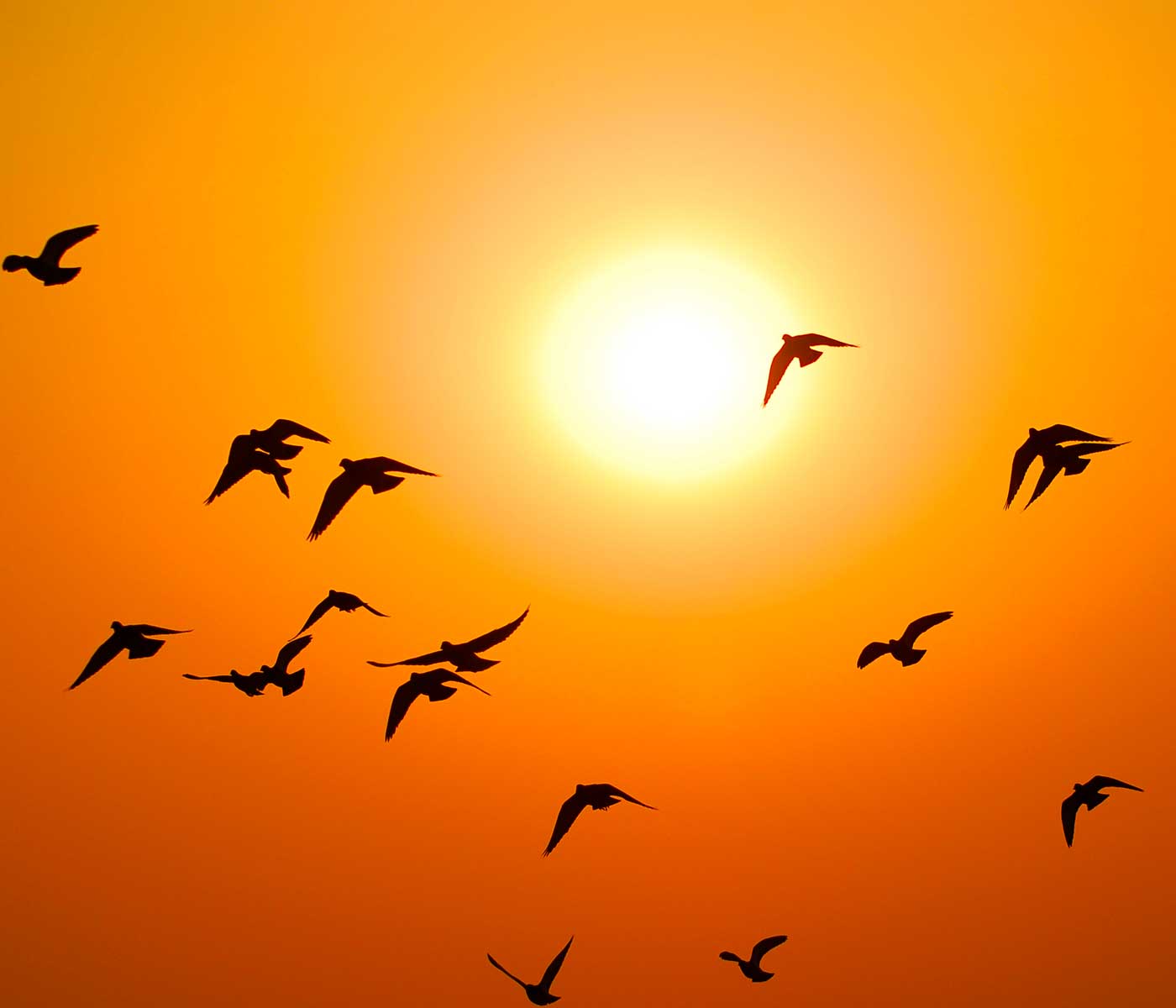 Scientists warn that heat waves are transforming some bird species