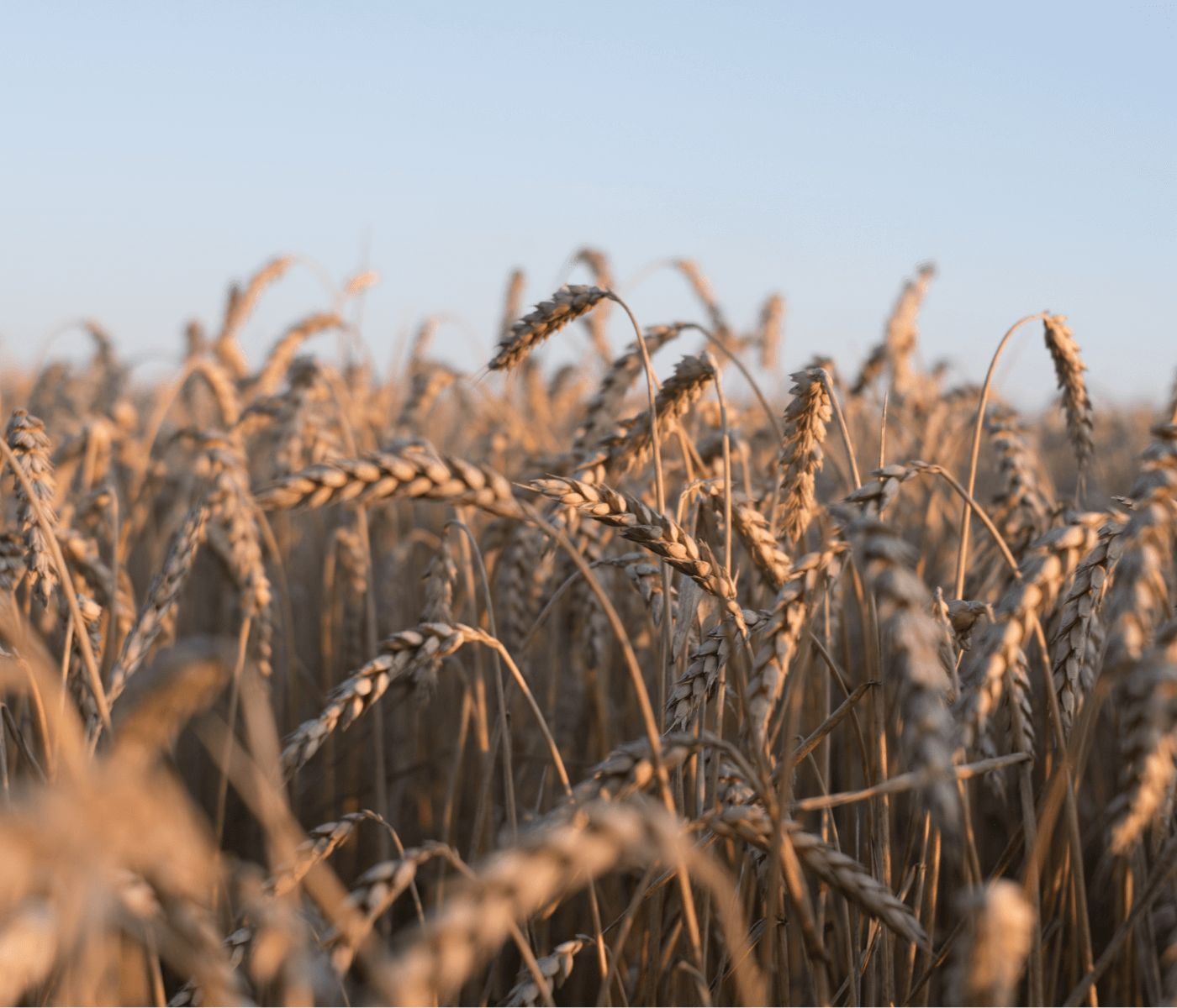 Los cereales continúan liderados por la presión de la oferta y la soja se desinfla lentamente