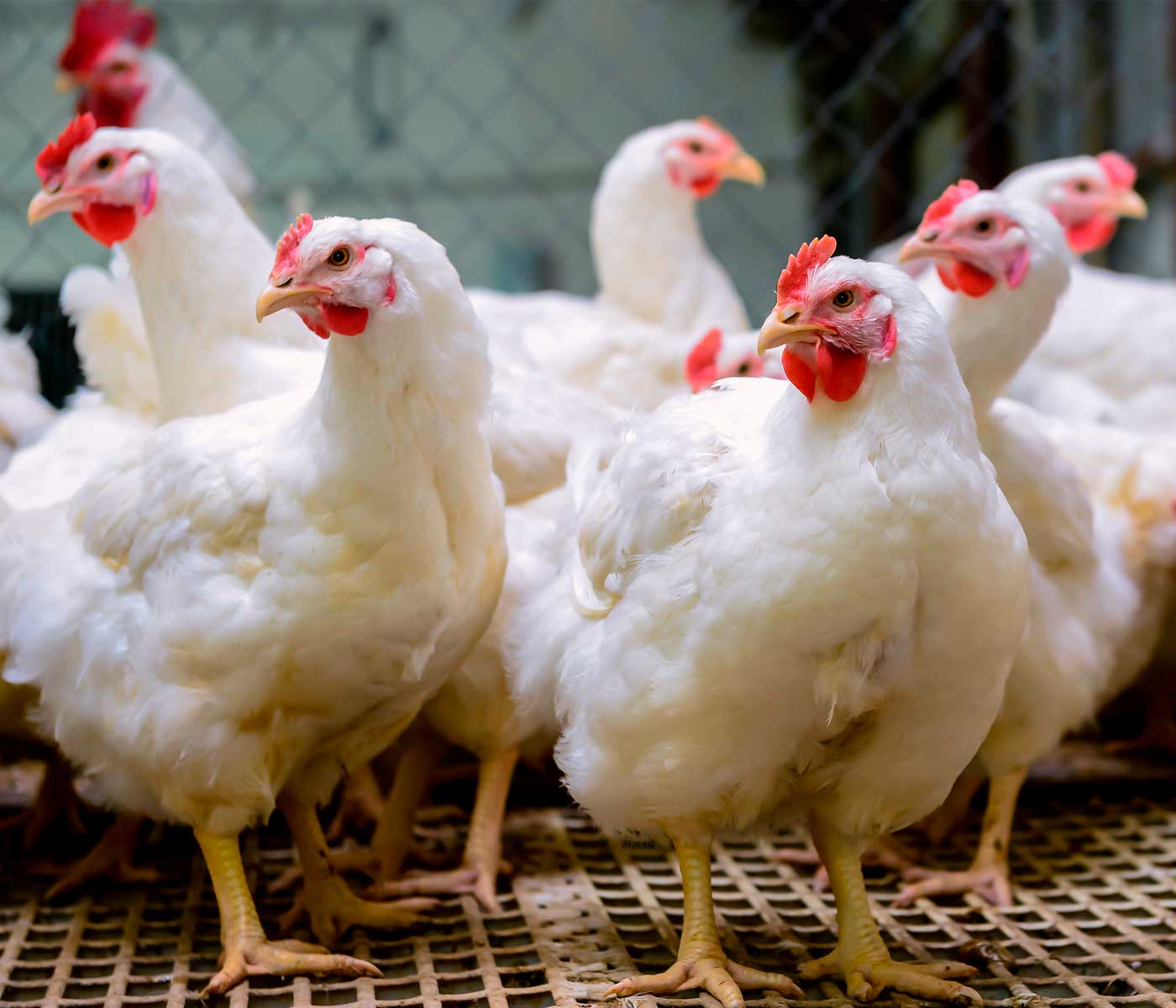 Mejorar el bienestar de las reproductoras de pollos de engorde para mejorar la producción