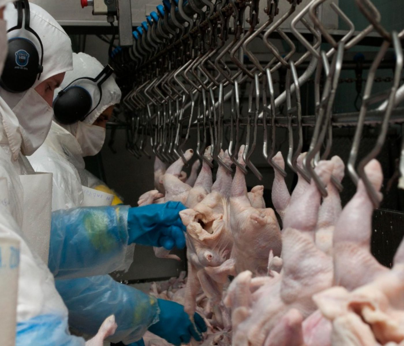 Exportação de carne de frango de Santa Catarina bate recorde em receitas em 2024