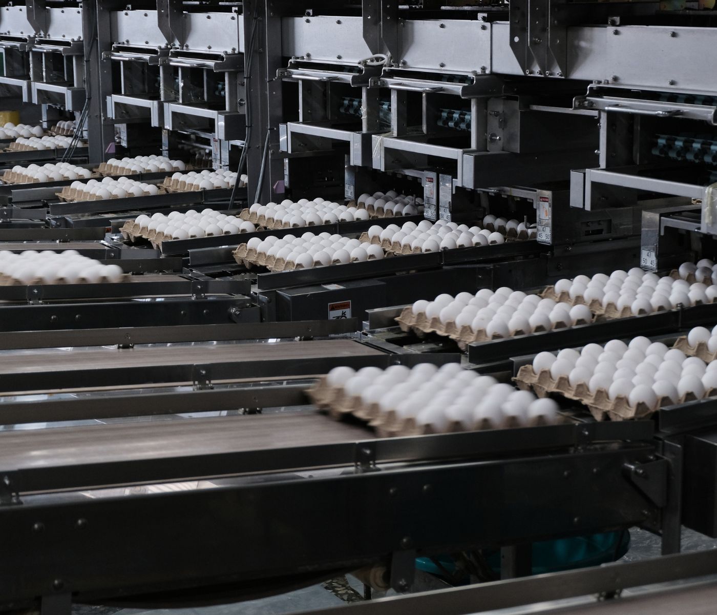 Brasile: le esportazioni di uova aumenteranno del 173,7% nel 2023