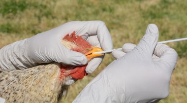 Influenza aviar en la UE y España; Primeros casos de...