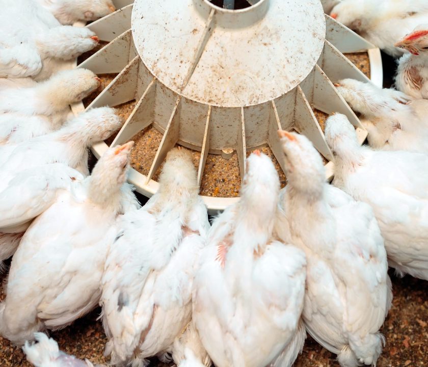 Avicultores mexicanos: Cierres fronterizos podría afectar significativamente la alimentación de las aves