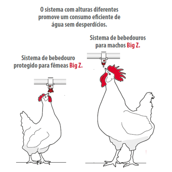 Melhorar o bem-estar de matrizes de frangos de corte para melhorar a produção