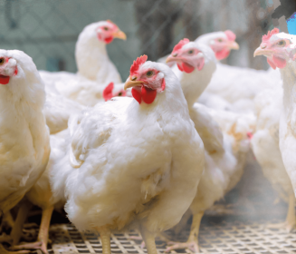 Iamgen Revista Melhorar o bem-estar de matrizes de frangos de corte para melhorar a produção