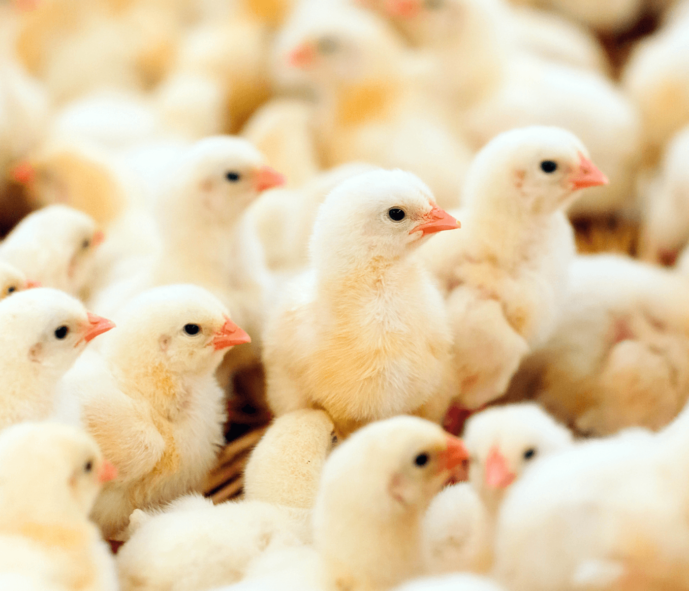 O ácido guanidinoacético otimiza o metabolismo energético das galinhas reprodutoras...